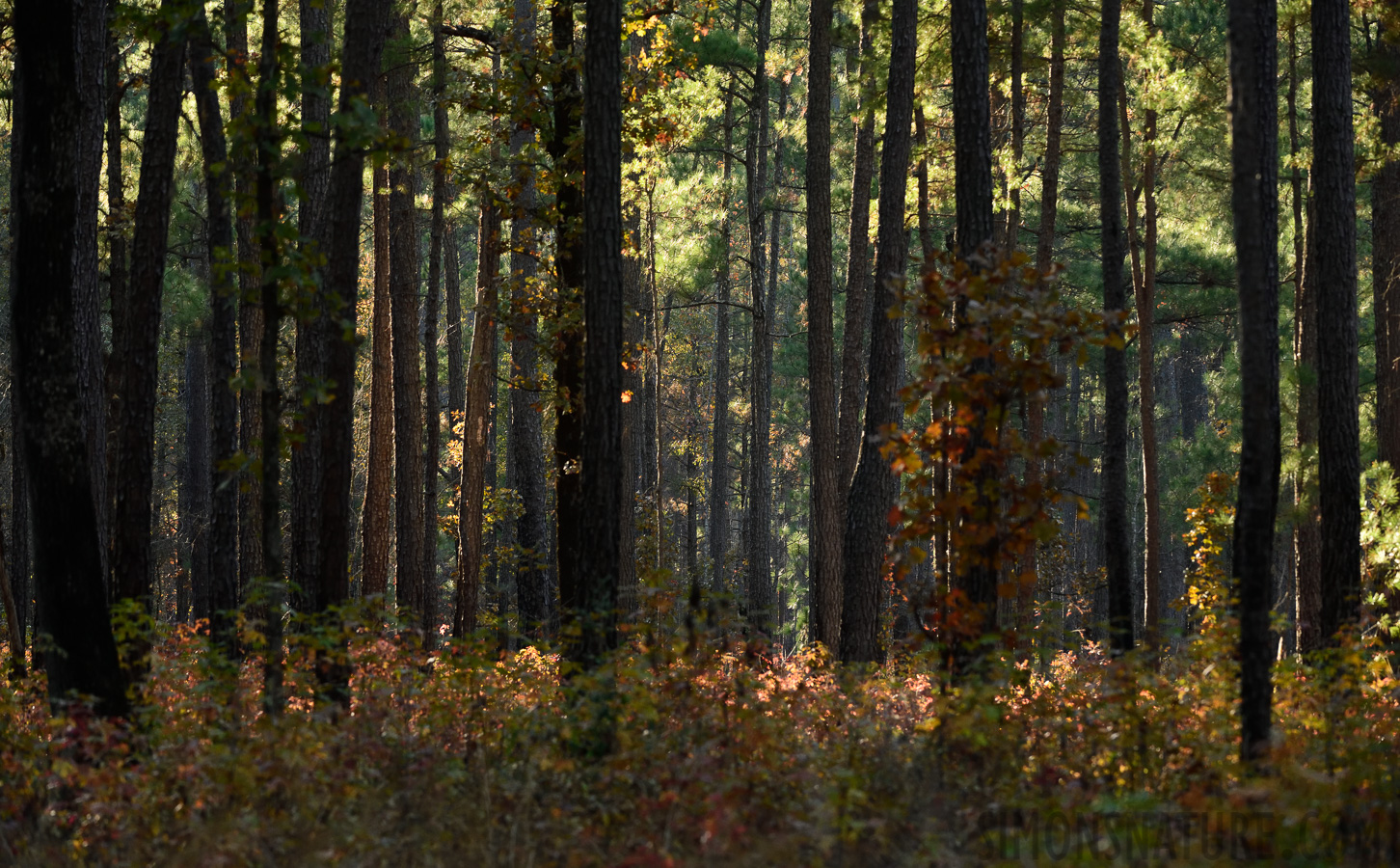 South Carolina [200 mm, 1/500 sec at f / 7.1, ISO 2000]